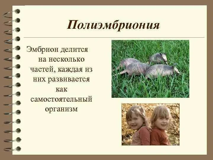 Полиэмбриония какое размножение. Полиэмбриония размножение. Полиэмбриония у растений. Полиэмбриония бесполое размножение. Полиэмбриония представители.