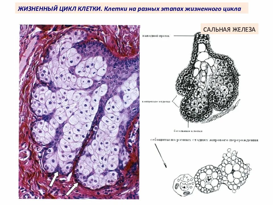 Нарушение дифференцировки клеток