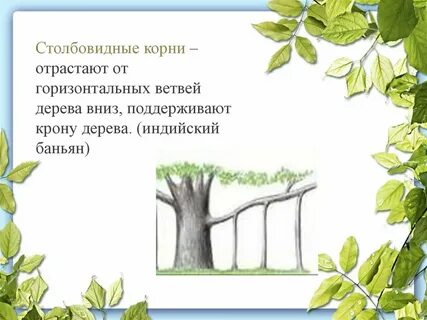Столбовидные корни