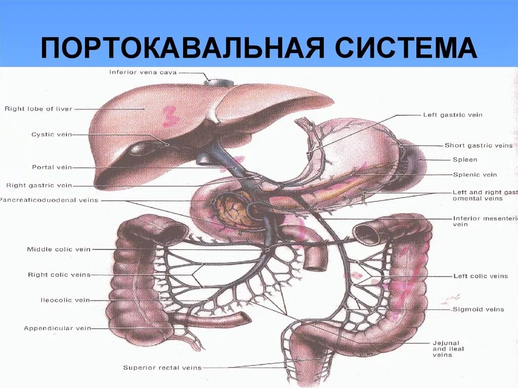 Порто портальный. Топографическая анатомия портокавальных анастомозов. Кава кавальные и портокавальные анастомозы таблица. Порто портальный. Порто портальный.