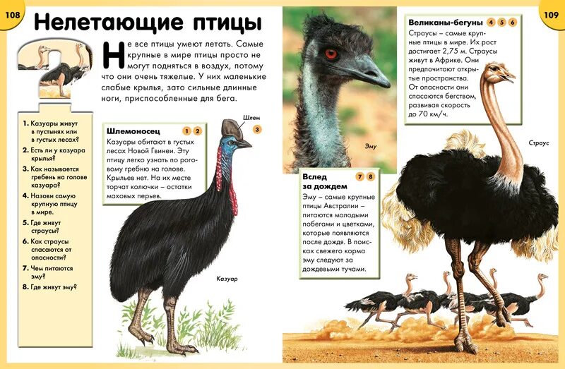 Какая из перечисленных птиц не летает. Нелетающие птицы названия. птицы которые не умеют летать. страус энциклопедия для детей. нелетающие птицы для детей.