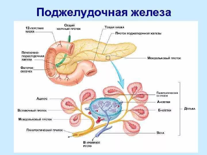 Поджелудочная железа анатомия функции. Внутреннее строение поджелудочной железы анатомия. Особенности строения поджелудочной железы таблица. Пищеварительная система анатомия поджелудочная железа.