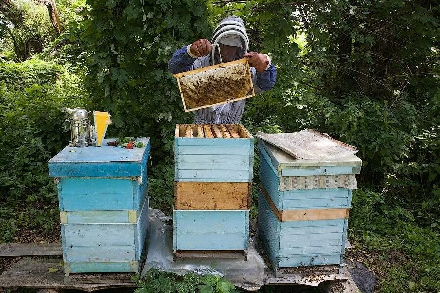 Купить пчел в челябинской области. Ульи ППУ рута. Улей на пасеке. Дадановские ульи на пасеке. Промышленные пасеки ульи рута.