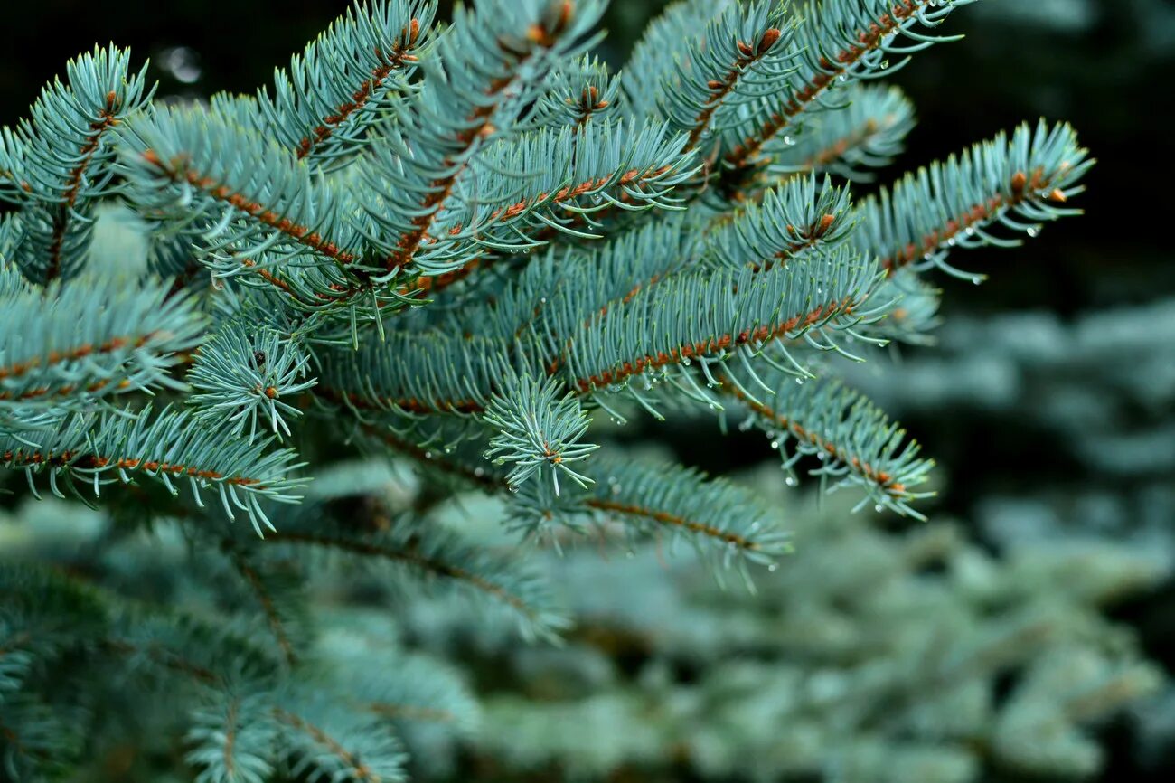 Живые голубые ели. Ель Сибирская Picea obovata. Голубая ель Смарагд. Ель колючая Балатон. Елка колючая Глаука.