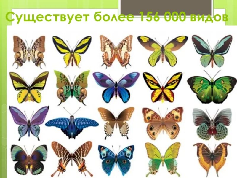 Разнообразие бабочек. Большое разнообразие бабочек. Многообразие видов бабочка. Разнообразие бабочек презентация.