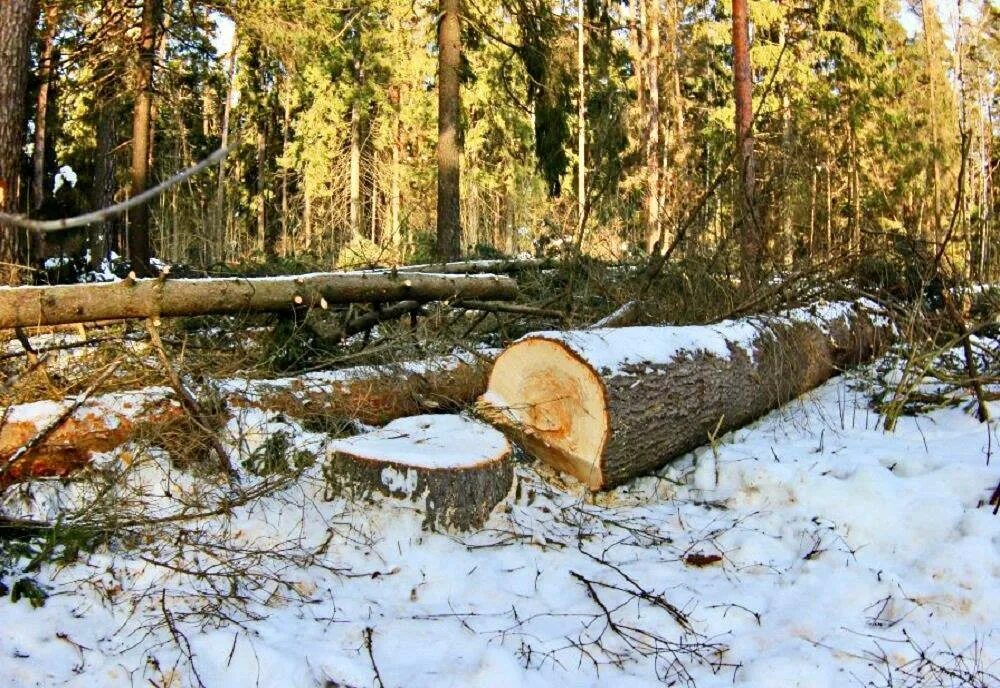 Вырубка хвойных. Незаконная рубка лесных насаждений. Рубка деревьев. Незаконная рубка сосны. Спиленные деревья в лесу.