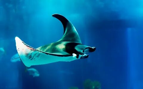 Manta