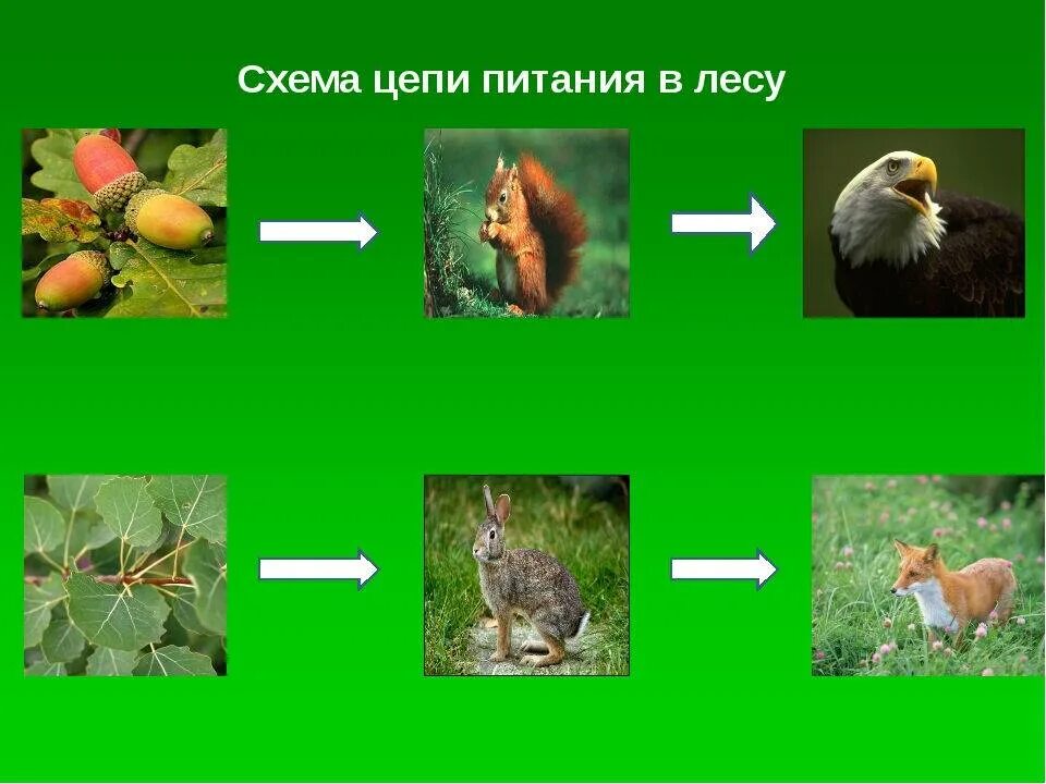 Окружающий мир составить 2 цепи питания. Пищевая цепочка леса 4 класс окружающий мир. схема цепи питания в лесу. цепь питания лесных обитателей. цепи питания характерные для лесного сообщества.