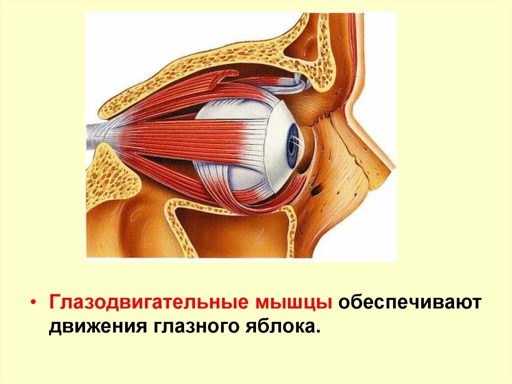 Экстраокулярные мышцы глазного яблока. Глазное яблоко глазодвигательные мышцы. Глазодвигательные мышцы анатомия. Мышцы глазного яблока анатомия. Места крепления глазодвигательных мышц