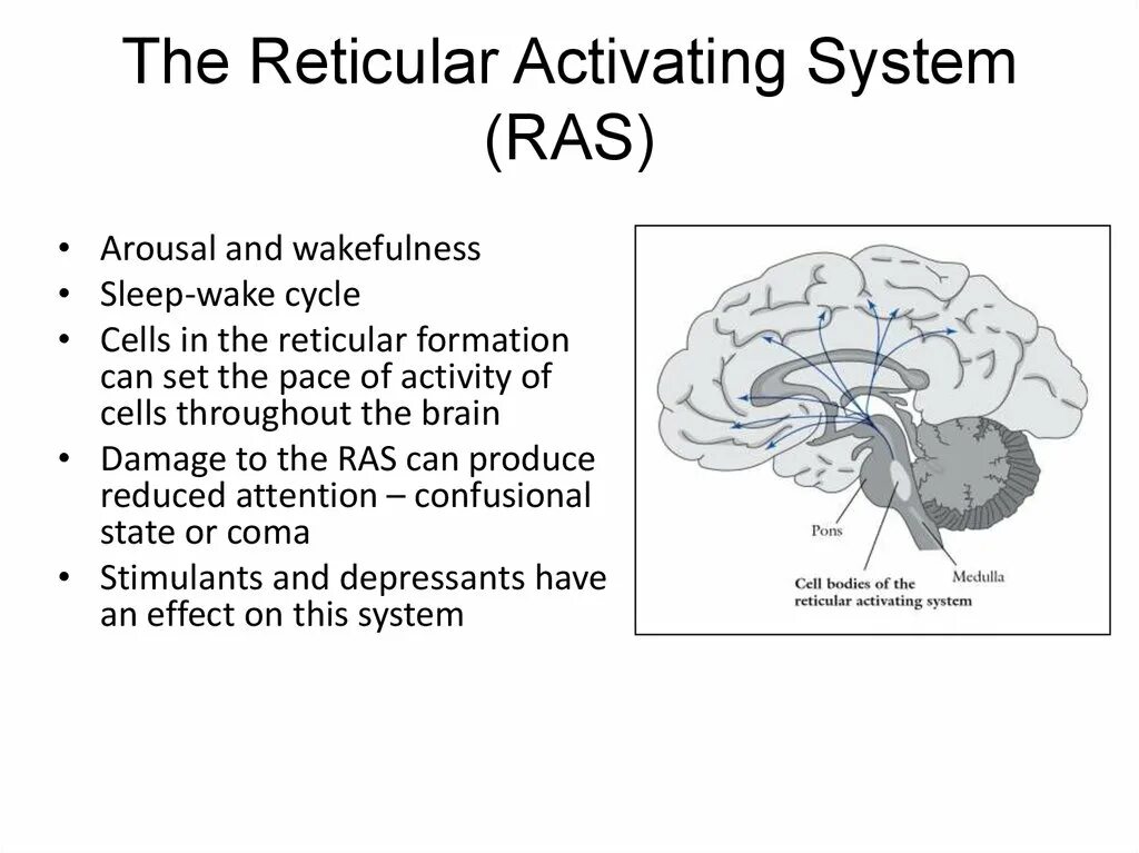 Activate system. Ras the reticular activating System. Reticular formation. Reticular formation functions. Țesut reticular.