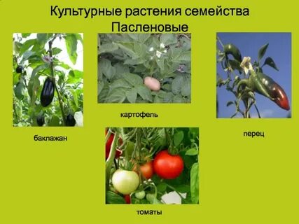 Овощи относящиеся к семейству пасленовых