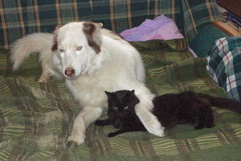 пес и кот форум