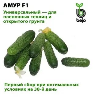 Амур отзыв