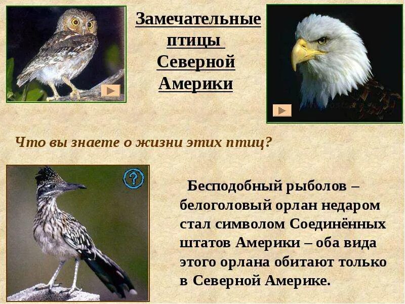 Каролинский меланерпес. Птицы южной америки. Хохлатый дятел. Птицы америки список. Дикие птицы названия.