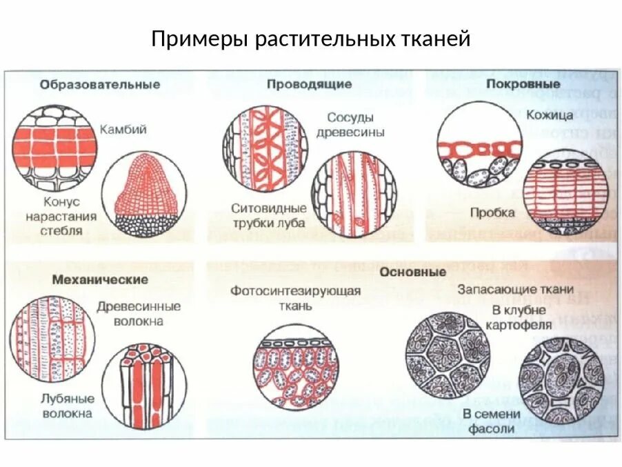 Биология 6 кл таблица о ткани растений. Строение ткани растений 6 класс по биологии. Ткани растений схема 5 класс биология. Ткани растений 6 класс таблица.