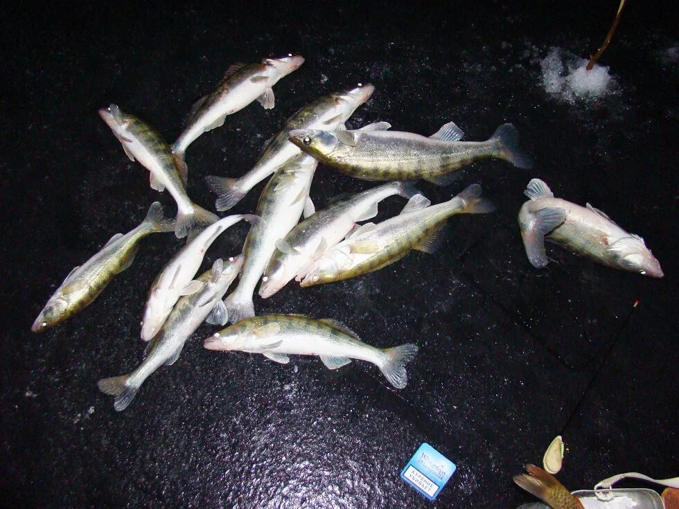 Судак зимой ночью со льда. Зимняя рыбалка на судака. Мормышки на судака для зимней рыбалки. Ночная зимняя рыбалка на судака. Ловля судака ночью зимой.