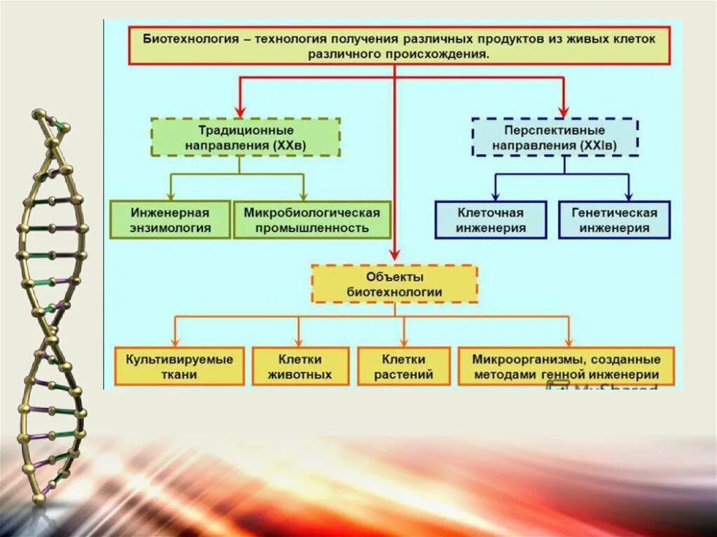 Направления биотехнологии. Биотехнология схема. Этапы развития биотехнологии. Биотехнология таблица. Современные направления биологии