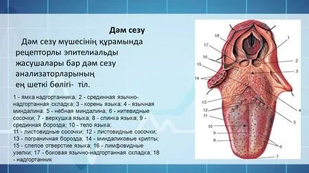 Бисексуалды мүше