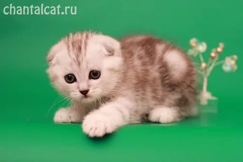 Котята вислоухие шотландские пензе