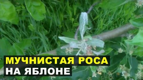 Погибают яблони что делать