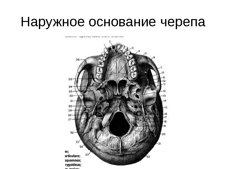 Области основания черепа. Наружное основание черепа анатомия. Наружная поверхность основания черепа анатомия. Череп снизу наружное основание черепа. Наружнее основание черепа анатомия.