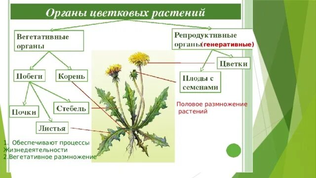 Основные функции выполняемые органами растений. Основные функции выполняемые органами растений