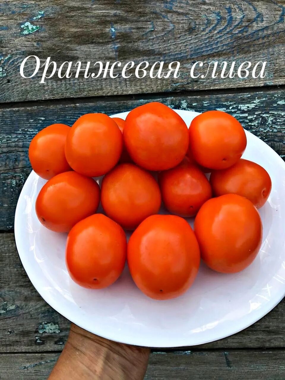 Алыча уссурийская. Алыча россошанская жёлтая. Слива мирабелла колоновидная. Алыча мирабель колоновидная. Слива бурятская юбилейная.