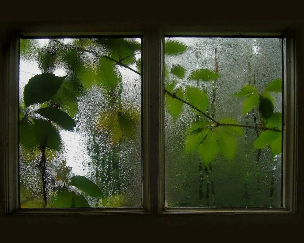 Деревья за окном. Ветки за окном. Окно в природу. Утро стучит в окно