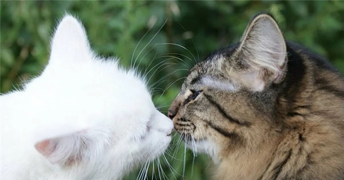Кошечки любовь. Кошки любовь. Кот целует. Котики целуются. Влюбленные котики.