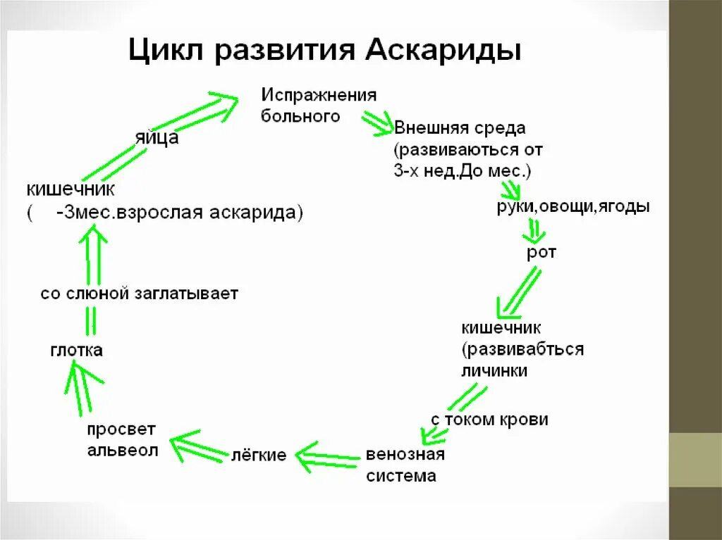 Какой вред могут причинять взрослые аскариды организму. Цикл развития аскариды человеческой. Схема развития человеческой аскариды. Цикл развития аскариды схема. Цикл развития аскариды человеческой схема.