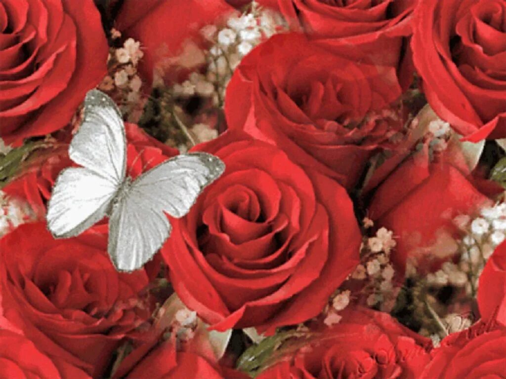 Мотылек с букетом роз. Роза мотылек. Порхающие цветы. Красивые живые розы с бабочками. Роза и бабочка.