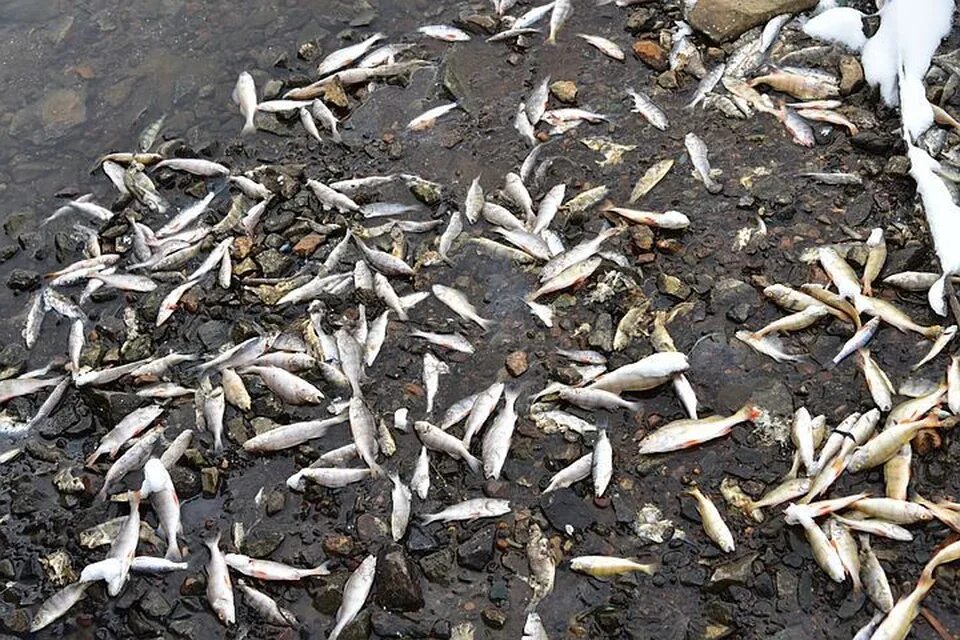 Гибнет рыба. Гибель рыб на Оби в Новосибирске. В Чапаевске гибнет рыба. Город Карасук Новосибирская область гибнет рыба.