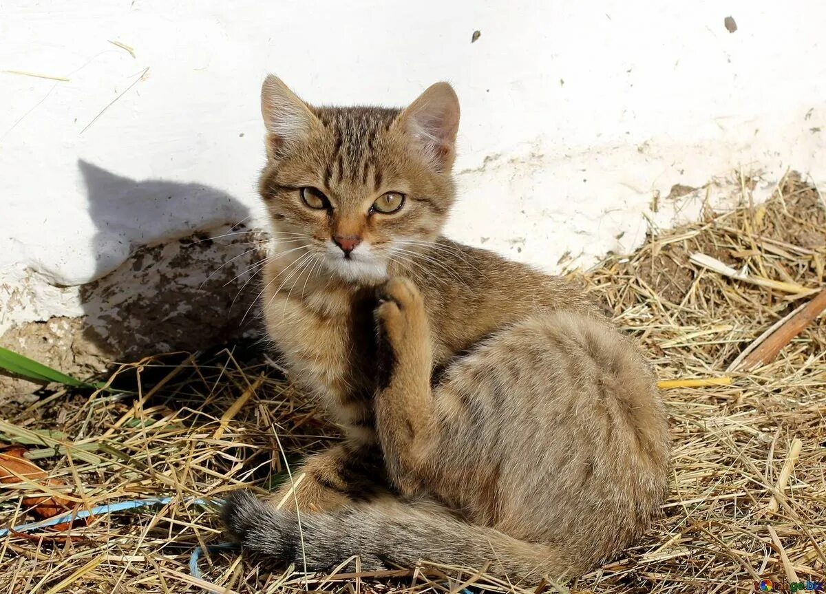 Блохастый кот. Блозастыц кот.