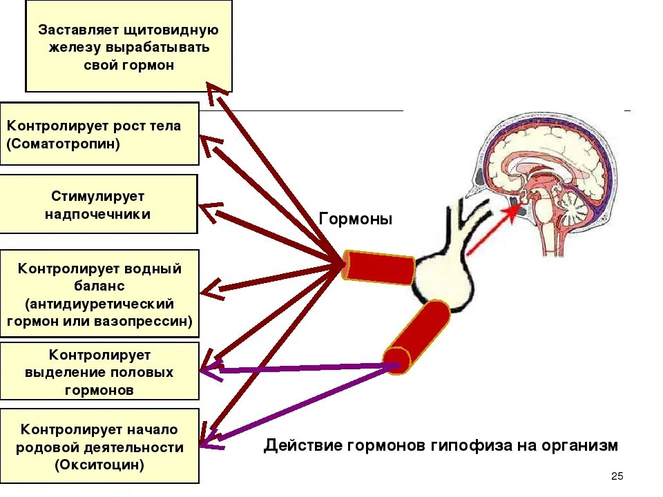 Рост желез. Гормоны влияющие на рост организма. роль гормонов в мышечной деятельности. взаимосвязь гормонов в организме. влияние гормонов на органы.