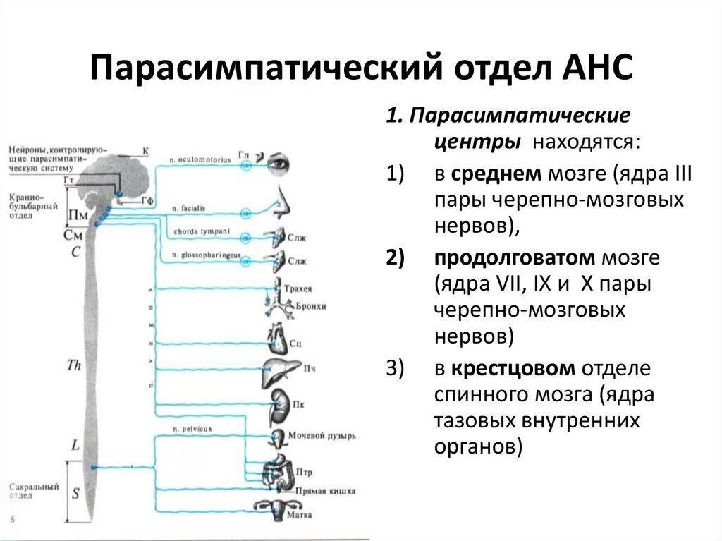 Парасимпатическая нервная строение, функции. Парасимпатическая нервная система. Центральный отдел парасимпатической нервной системы. Функции парасимпатического отдела анс.