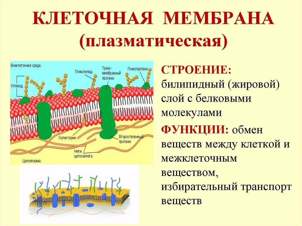 Строение мембраны клетки билипидный слой. Плазматическая мембрана строение органоида. Плазматическая мембрана строение и функц. Структура клетки плазматическая мембрана.