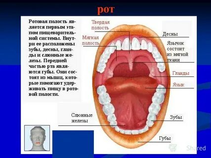Длина полости рта