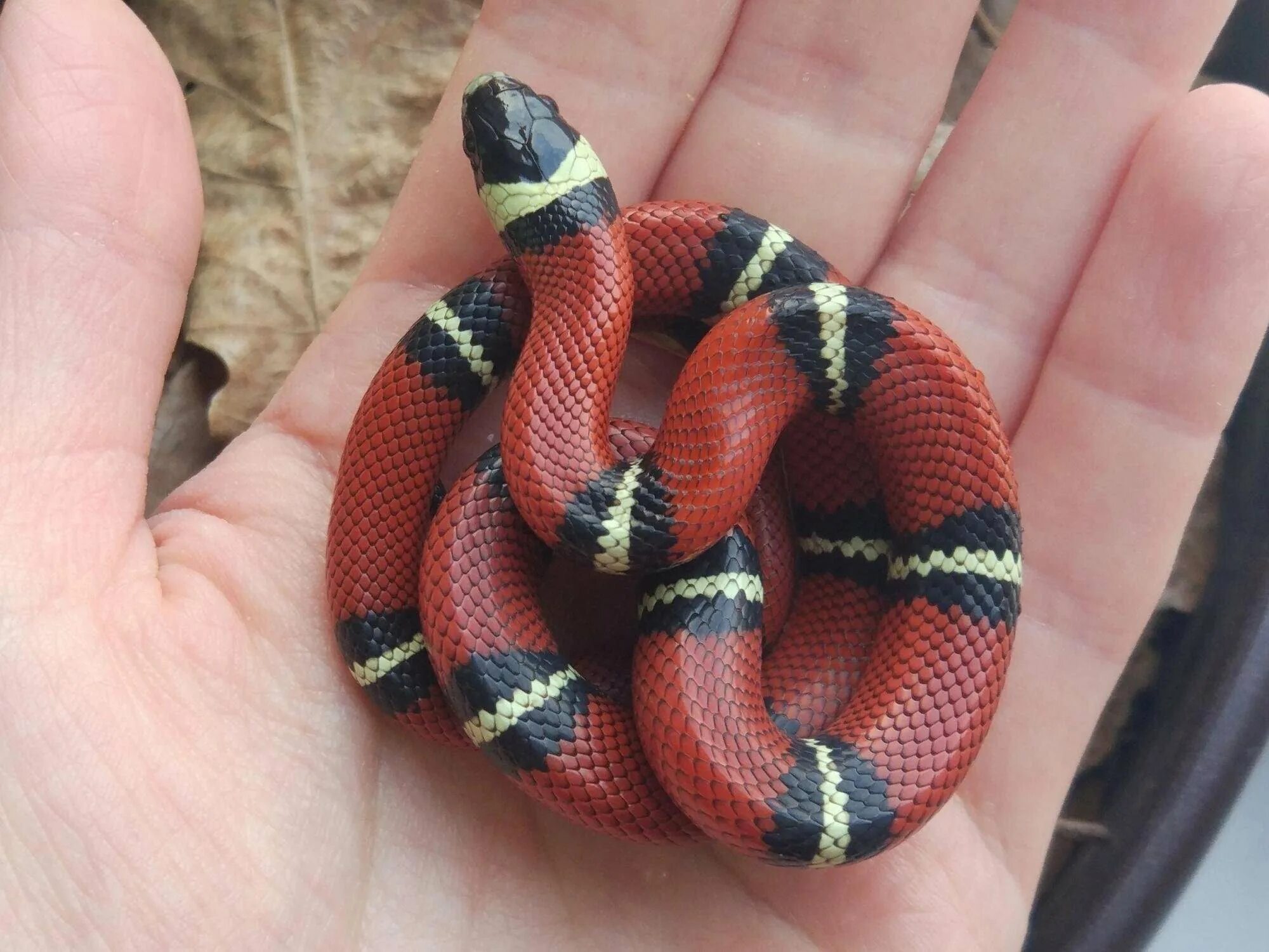 Черно красно белые змеи. Королевская синалойская молочная змея. Королевская змея (Lampropeltis). Аспид кобровый. Королевская змея Горная хуачукская.