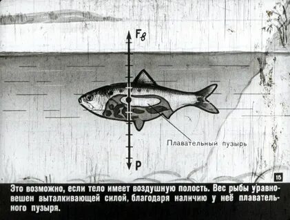 Плавательный пузырь выполняет роль