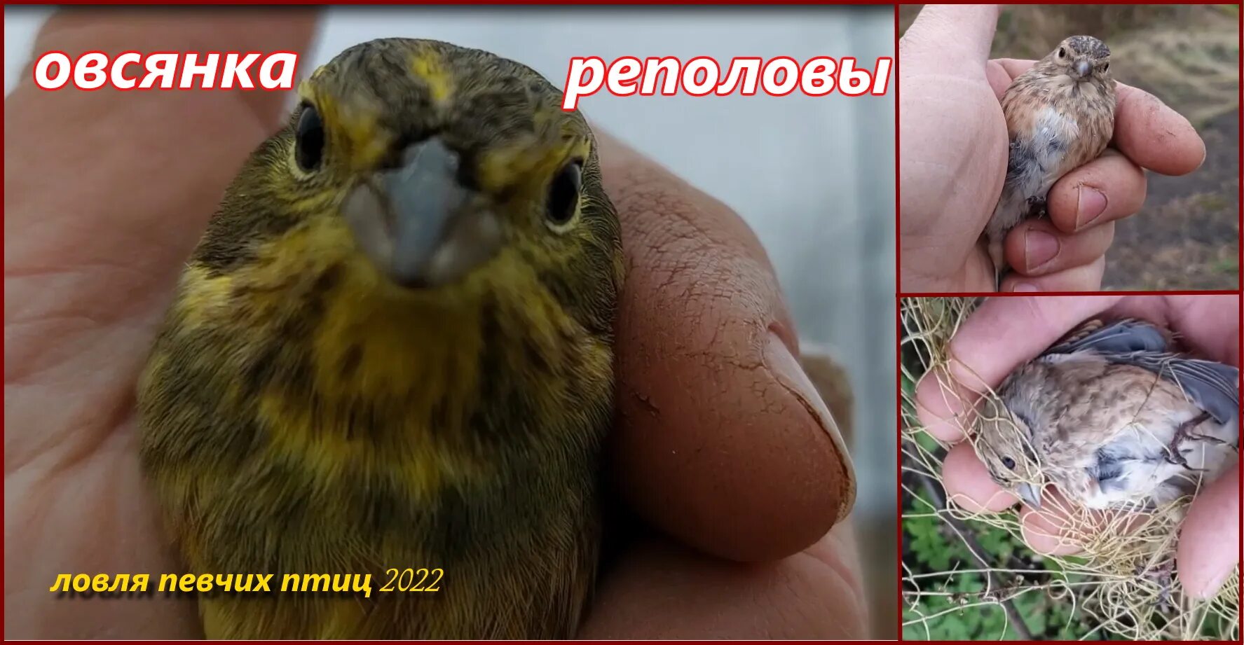 Ловля певчие видео. Ловля певчих птиц. пойманная птичка. гибрид реполова и канарейки. ловим певчих птиц.