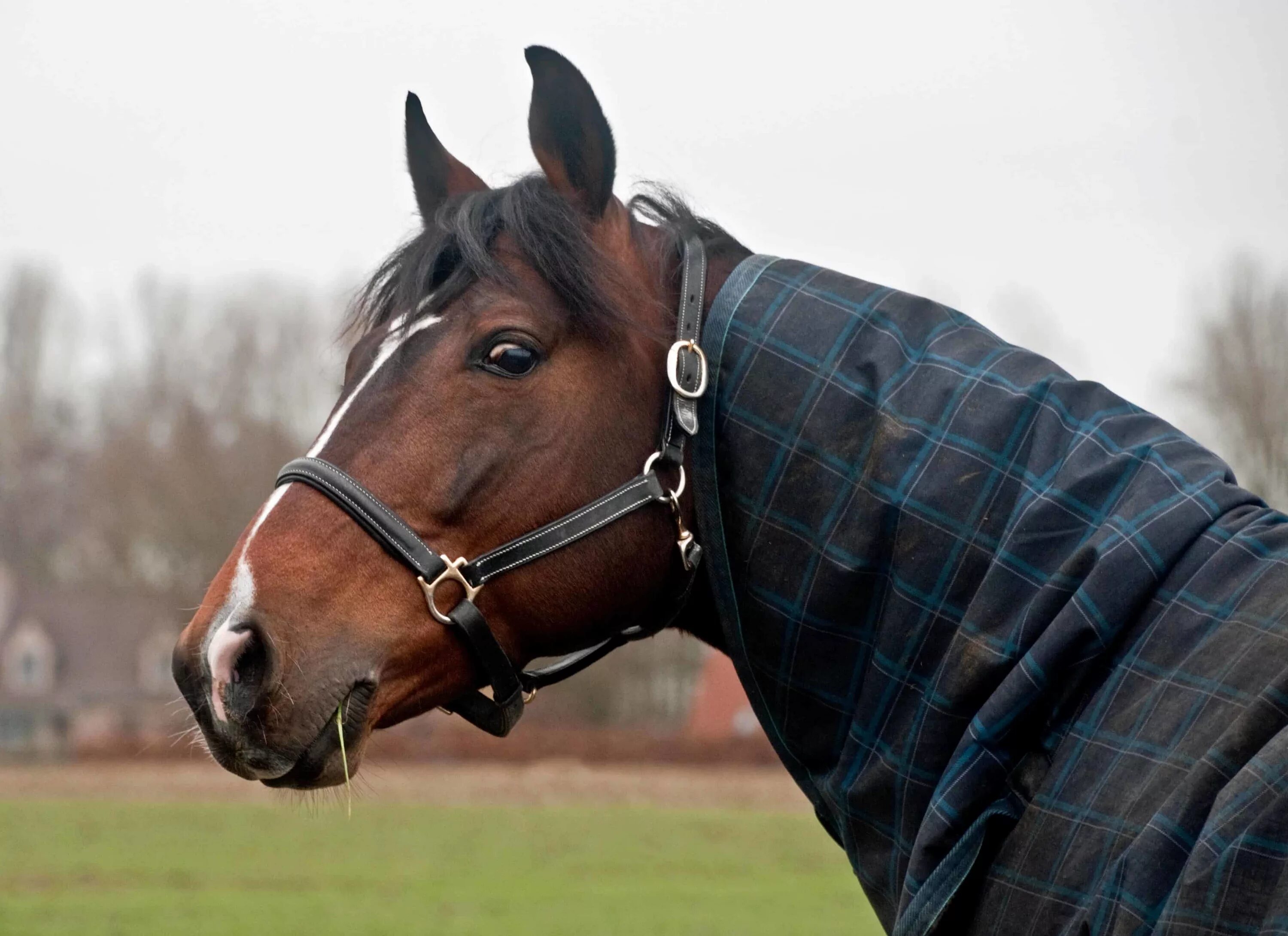 Фотосессия с лошадьми. Телка кобыла. О лошадях и людях фильм 2013. Ольга ермакова нижний новгород. Референсы верхом на лошади.