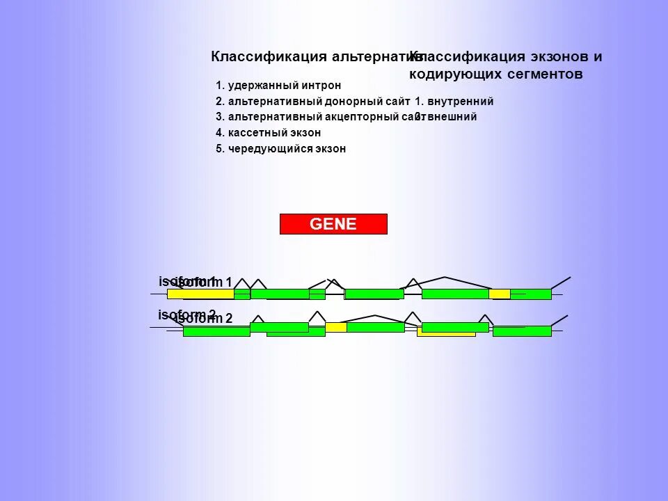 Экзон и Интрон. Экзон это в биологии. Экзоны функции. Донорные сайты сплайсинга.