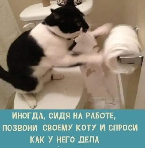 Кот больше страсти. Кот рвет туалетную бумагу. туалетная бумага с котиками. кот разматывает туалетную бумагу. жду курьера.
