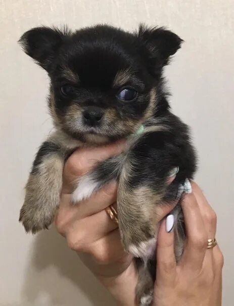 Чихуахуа мини. Микро чихуахуа длинношерстные. Голубой мерле чихуахуа. Чихуахуа тольятти. Авито тольятти собаки и щенки.