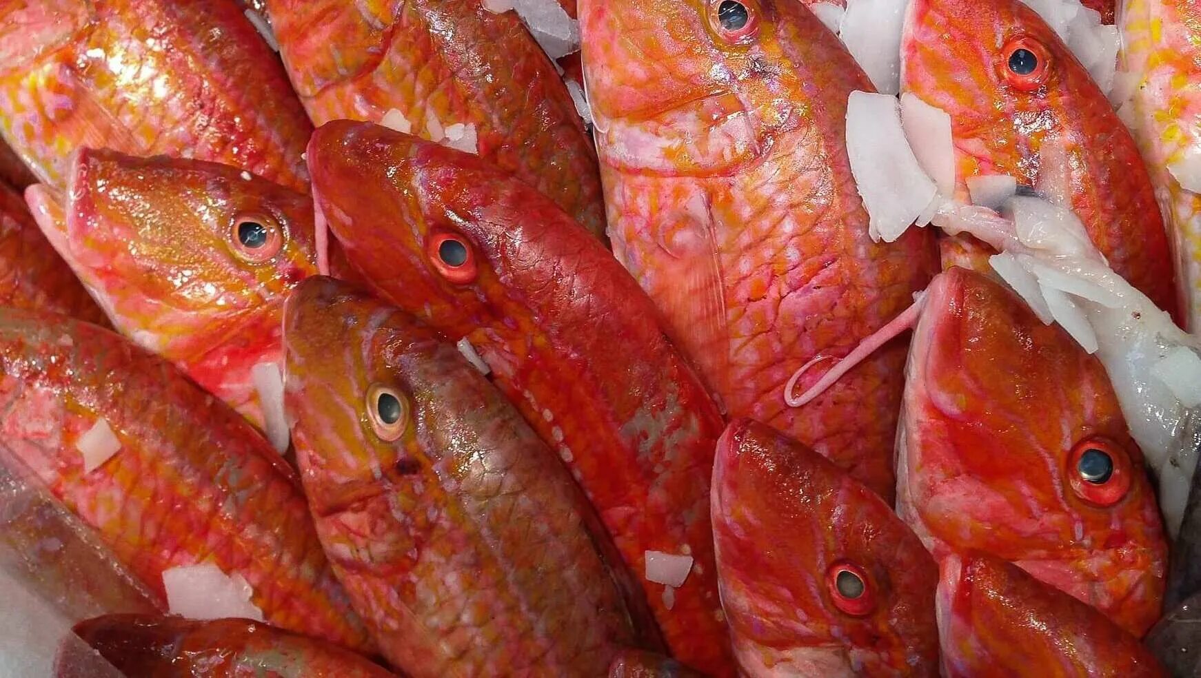 Купить вкусную рыбу. Чуларка рыба. Самая вкусная рыба. Самая вкусная рыба в мире топ 10. Рыба чуларка красная рыба.