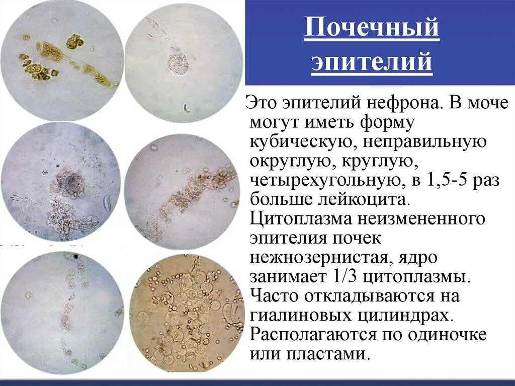 Беременность фосфаты