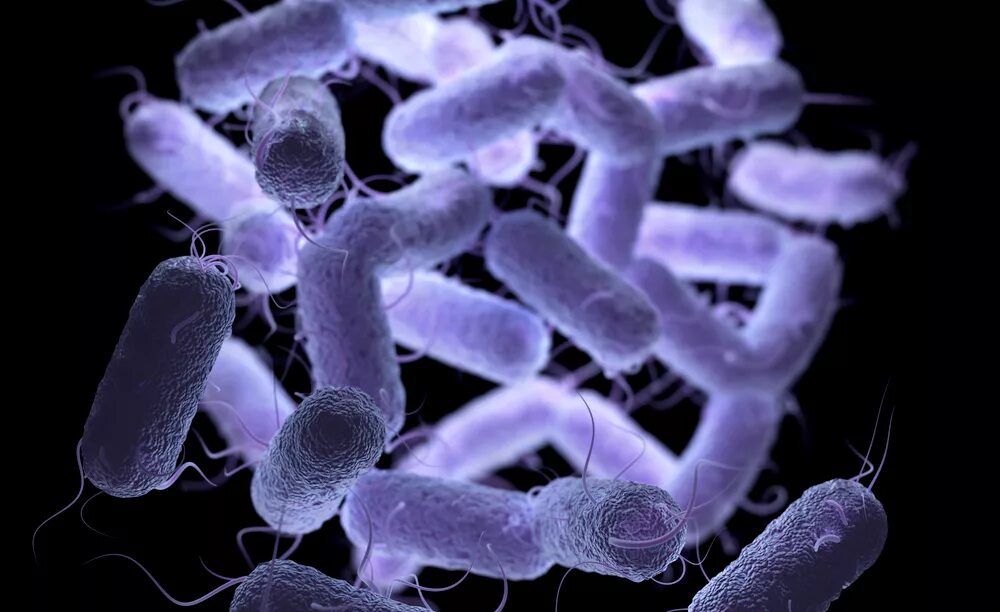 2 бактерии 1 8. Бактерии семейства Enterobacteriaceae. Бактерии Bacillus subtilis. Микроорганизмы семейства Enterobacteriaceae.