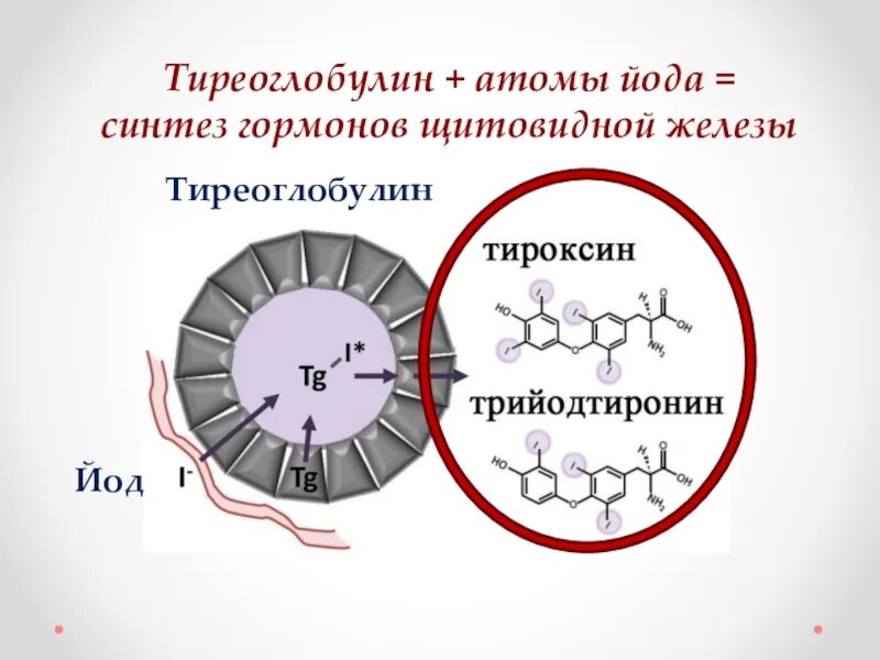 Использование йода для синтеза гормонов. Тиреоглобулин щитовидной железы синтезируется. Синтез йодсодержащих гормонов схема. Тиреоглобулин структура. Йодсодержащие гормоны, строение и Биосинтез.