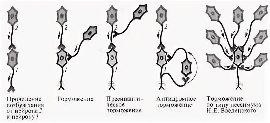 Феномен торможения