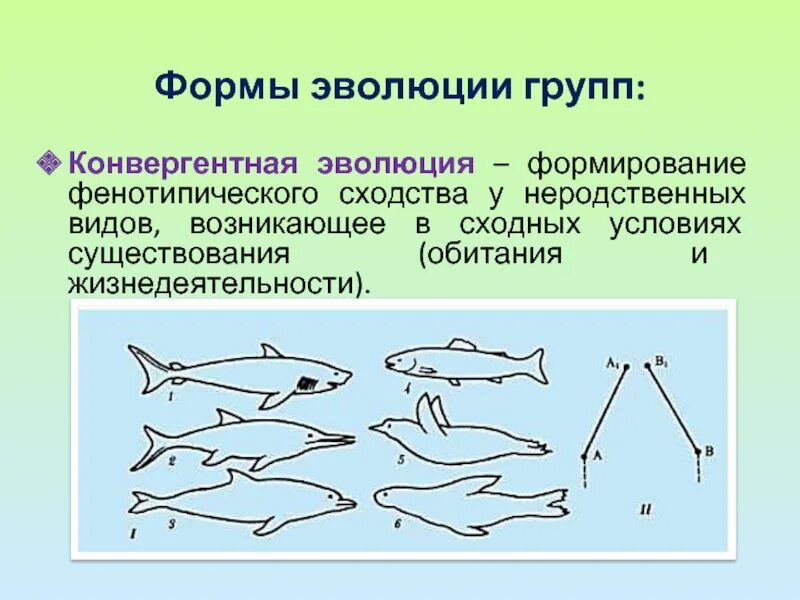 Основные формы эволюции. Формы эволюции. конвергентная эволюция. группы эволюции. конвергентная форма эволюции.
